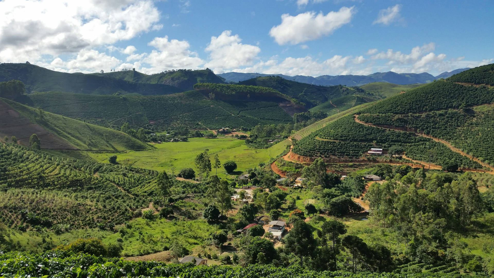 Coffee-covered hills of Gudalur, The Nilgiris