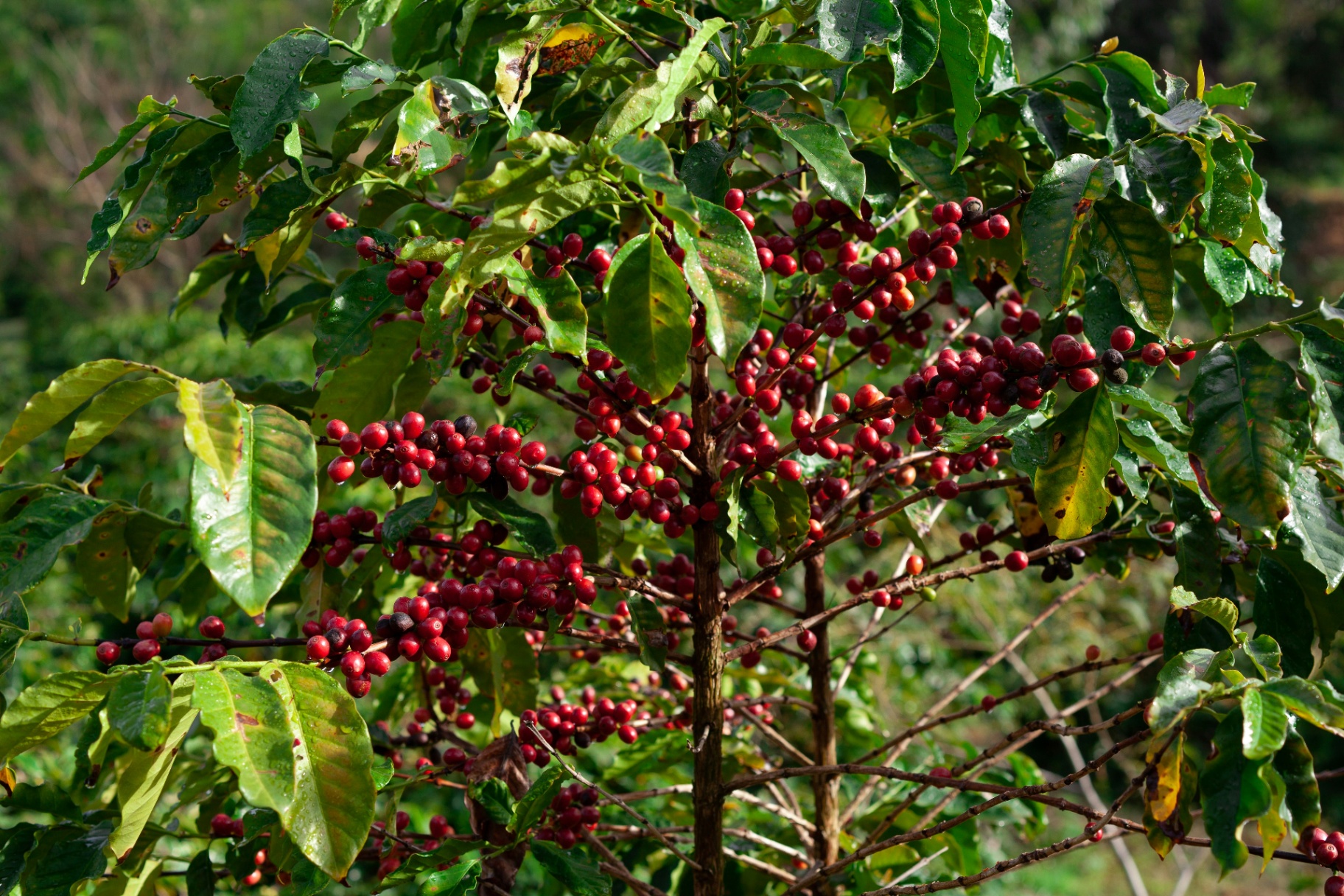 Cherries